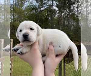 Mastiff Puppy for sale in OSYKA, MS, USA