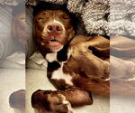 Small #7 American Pit Bull Terrier Mix