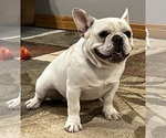 Small Photo #12 French Bulldog Puppy For Sale in BOLIVAR, MO, USA