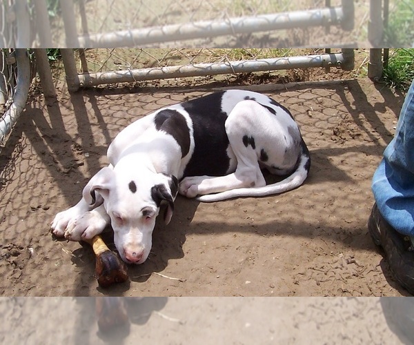 Medium Photo #21 Great Dane Puppy For Sale in SPRAGGS, PA, USA