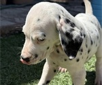 Small #4 Dalmatian