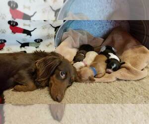 Mother of the Dachshund puppies born on 08/28/2019