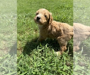 Medium Goldendoodle