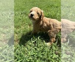 Puppy 5 Goldendoodle
