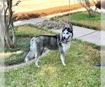 Small #15 Siberian Husky Mix