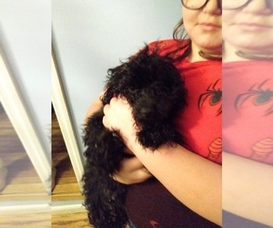 Poodle (Toy) Puppy for sale in SAVANNAH, GA, USA