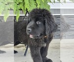 Small #3 Newfoundland