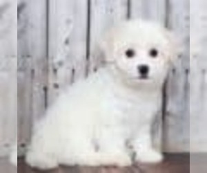 Zuchon Puppy for sale in MOUNT VERNON, OH, USA