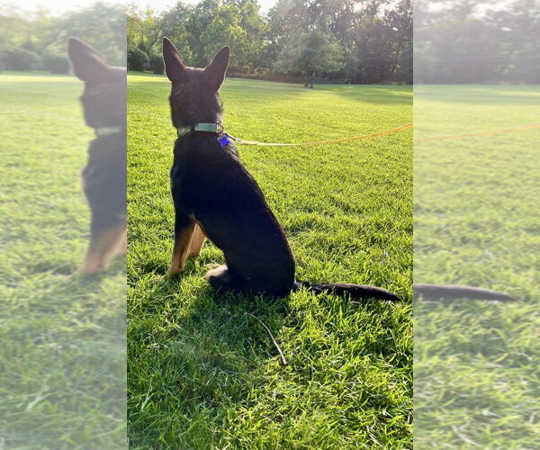 Medium Photo #14 German Shepherd Dog-Unknown Mix Puppy For Sale in Springdale, PA, USA