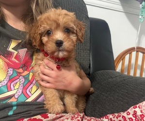 Cavapoo (Toy) Puppy for sale in JEFFERSONVILLE, IN, USA