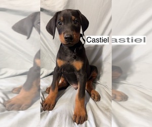 Doberman Pinscher Puppy for Sale in POMEROY, Ohio USA