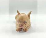 Small Photo #3 French Bulldog Puppy For Sale in HALLANDALE, FL, USA