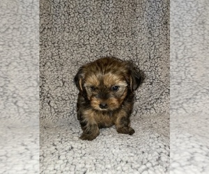 Havashire Puppy for sale in HASKELL, OK, USA