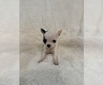 Small #2 Chihuahua