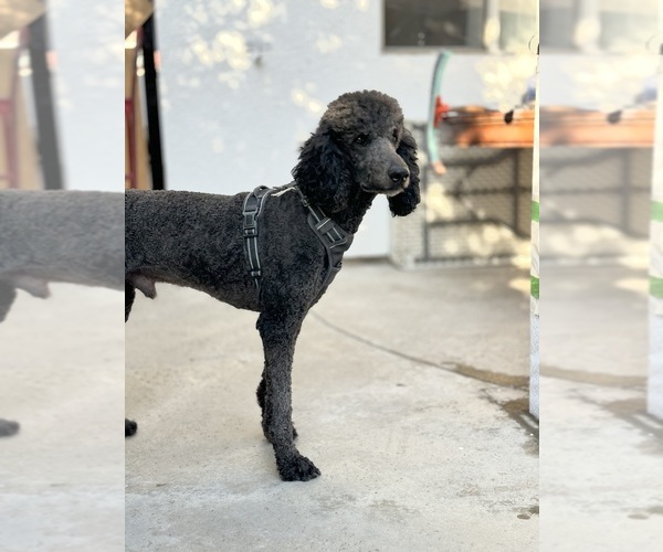 Medium Photo #1 Goldendoodle Puppy For Sale in FONTANA, CA, USA