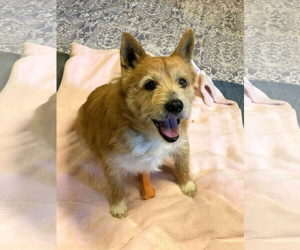 Medium Photo #3 Norwich Terrier-Unknown Mix Puppy For Sale in Arlington, VA, USA