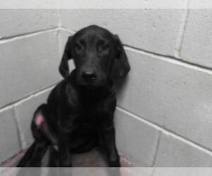 Labrador Retriever Dogs for adoption in Tulsa, OK, USA