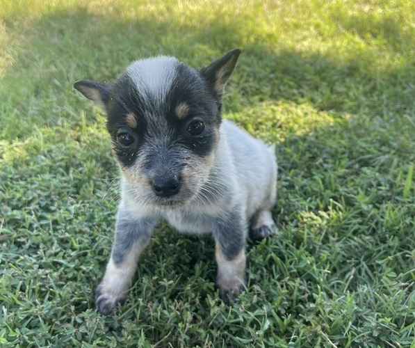 Medium Photo #2 Texas Heeler Puppy For Sale in BIGGERSVILLE, MS, USA