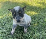 Small Photo #2 Texas Heeler Puppy For Sale in BIGGERSVILLE, MS, USA