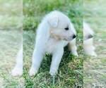 Small #1 German Shepherd Dog