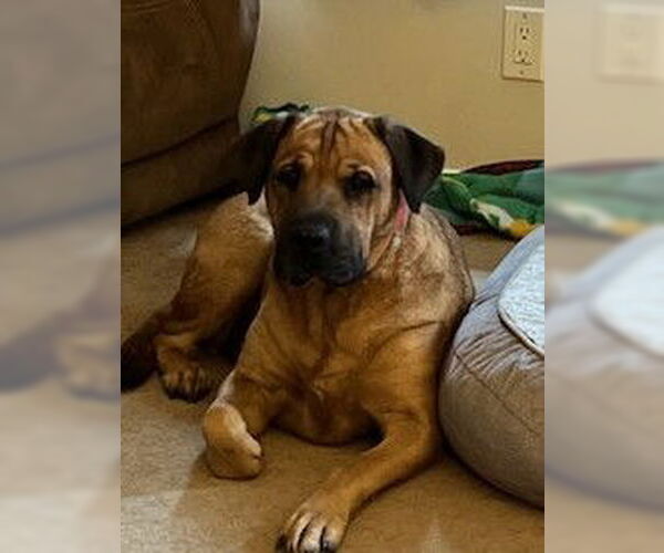 Medium Photo #2 Mastador Puppy For Sale in Chester, NJ, USA