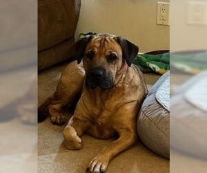 Juliana - Female Mastador Dog for Adoption - Photo #2