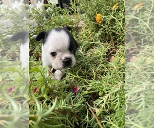 Boston Terrier Puppy for sale in FREDONIA, KS, USA