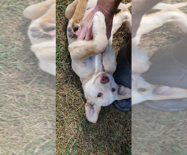 Medium Photo #10 Labrador Retriever Puppy For Sale in OLYMPIA, WA, USA