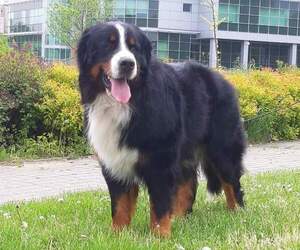 Father of the Bernese Mountain Dog puppies born on 05/10/2022