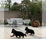 Small Photo #7 German Shepherd Dog Puppy For Sale in NORTHRIDGE, CA, USA