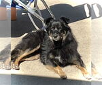 Small #3 Australian Shepherd Mix