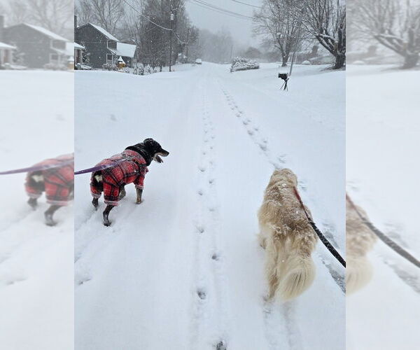 Medium Photo #4 Rottweiler-Unknown Mix Puppy For Sale in Candler, NC, USA