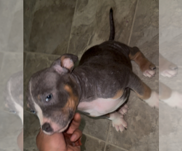 Medium Photo #1 American Bully Puppy For Sale in RICHMOND, VA, USA