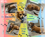 Small Photo #4 Pembroke Welsh Corgi-Pug Mix Puppy For Sale in Missouri City, TX, USA