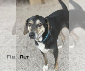 Black and Tan Coonhound-Unknown Mix Dogs for adoption in Parker Ford, PA, USA