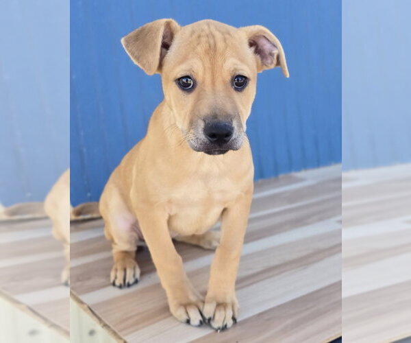 Medium Photo #5 Border Terrier-Labrador Retriever Mix Puppy For Sale in Lakewood, CO, USA