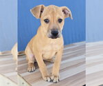 Small #4 Border Terrier-Labrador Retriever Mix