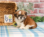 Small #14 Shih Tzu