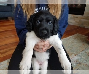 Frisian Water Hound Puppy for sale in TRAVERSE CITY, MI, USA