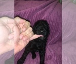 Small Photo #12 Poodle (Standard) Puppy For Sale in LEXINGTON, SC, USA
