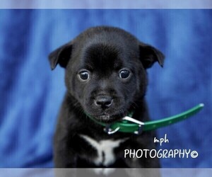 Jug-Shiba Inu Mix Puppy for sale in LIBERTY, KY, USA