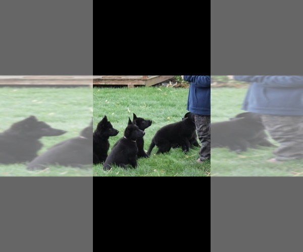 Medium Photo #7 German Shepherd Dog Puppy For Sale in DECATUR, IN, USA
