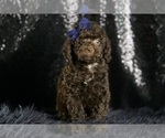 Puppy Brownie F1B Goldendoodle (Miniature)