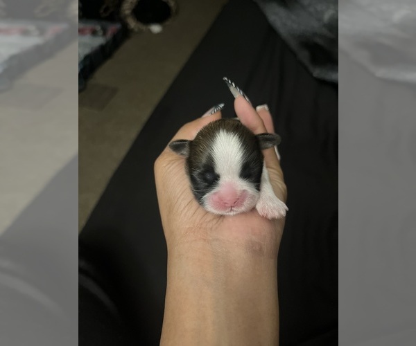 Medium Photo #3 Shih Tzu Puppy For Sale in MEMPHIS, TN, USA