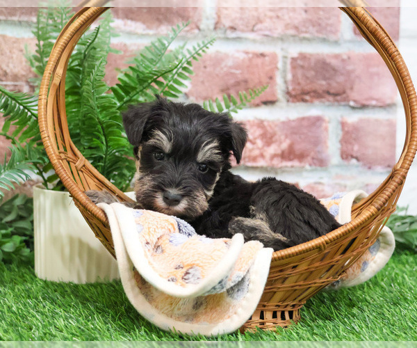 Medium Photo #14 Schnauzer (Miniature) Puppy For Sale in SYRACUSE, IN, USA