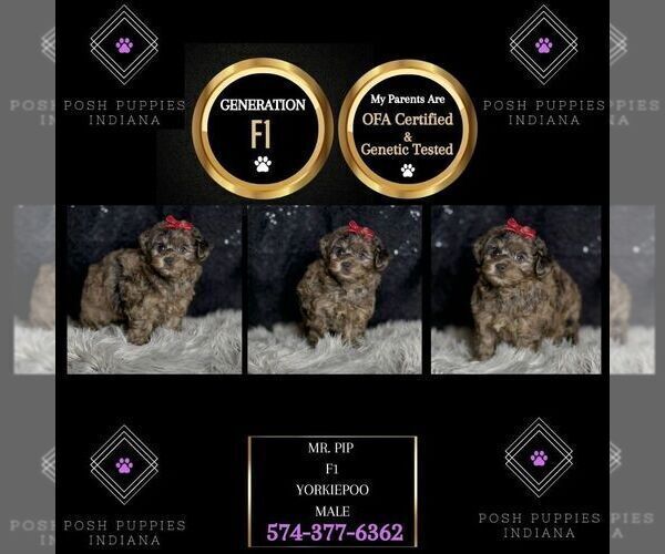 Medium Photo #96 Yorkipoo Puppy For Sale in WARSAW, IN, USA