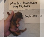Small Photo #35 Dachshund Puppy For Sale in PINSON, AL, USA