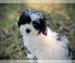 Poodle (Toy) Puppy for sale in WOODSTOCK, IL, USA