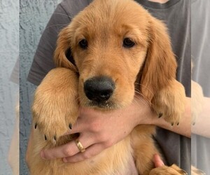 Golden Retriever Puppy for sale in SAINT JOHNS, FL, USA