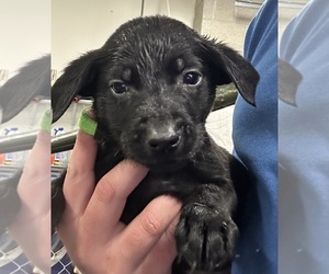 Labrador Retriever Puppy for sale in HAWTHORNE, NV, USA
